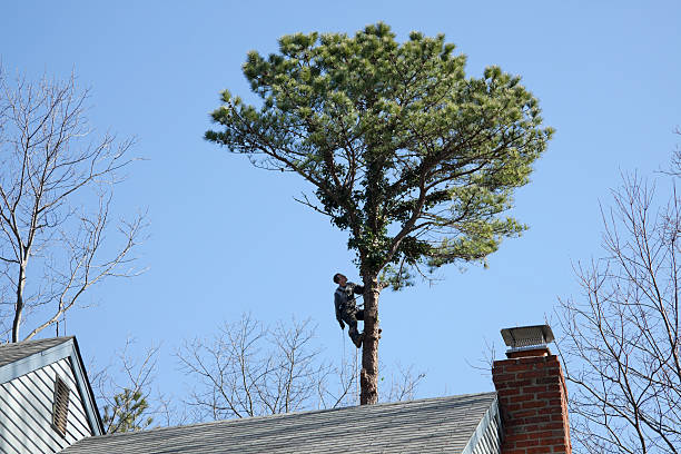 How Our Tree Care Process Works  in  Balfour, NC